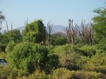 14167 Giraffe poking it's head over a bush.jpg